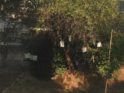 L'albero abbellito dai ragazzi della cooperativa Spazi Nuovi